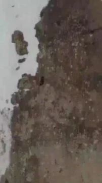 Baby Bear to make Climb - Motivation